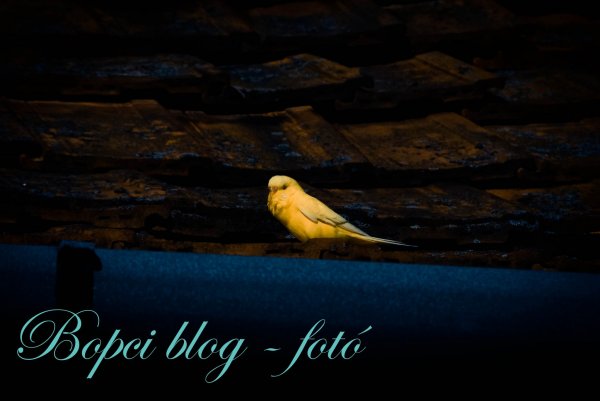 A háztetőn pihenő sárga ismeretlen csipcsirip :)