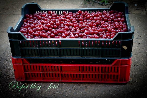 A két láda meggyünk