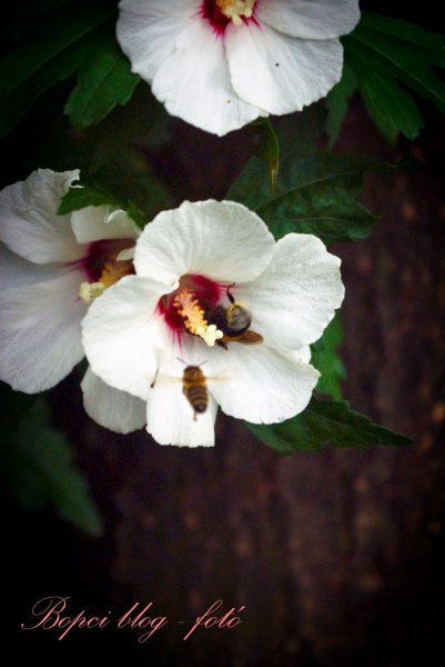 A fehér hibiszkusz két zümivel - ami finom, az finom, kérem! :)