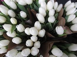 fehertulipan
