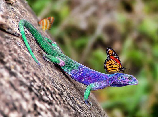 Animal-Picture-Colorful-Lizard-With-Butterfly-On-Head