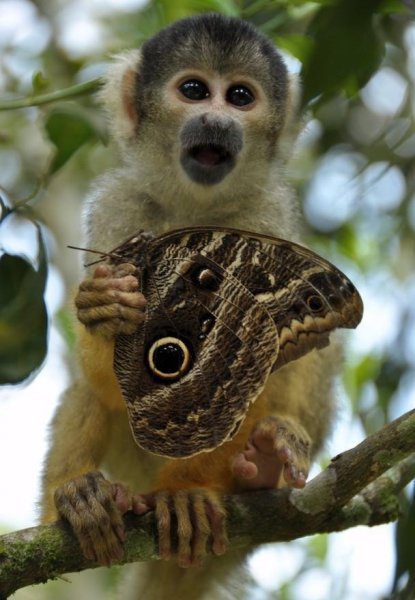 Animals-Photo-Contest-6