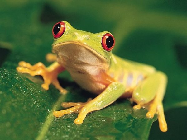 Colorful-Red-Eyed-Tree-Frog