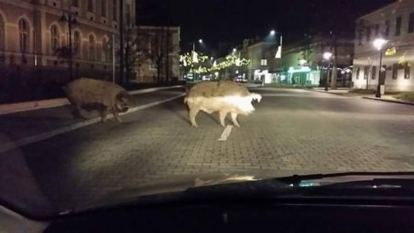 Fotó: Hankovszky Gerda