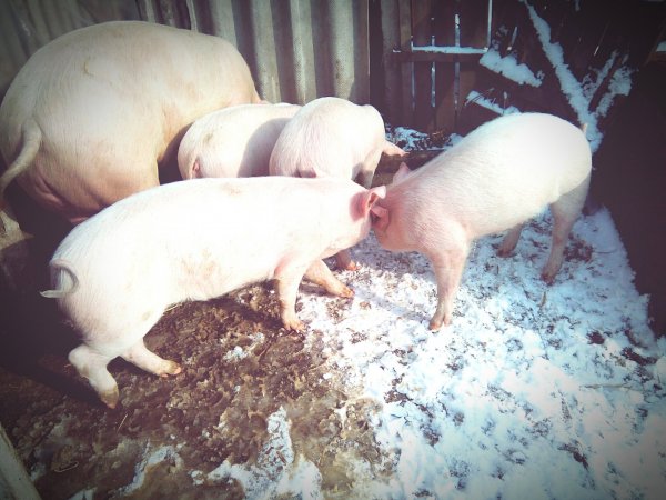 eyeemfiltered1453375739861