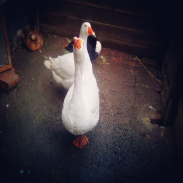 eyeemfiltered1454851210263