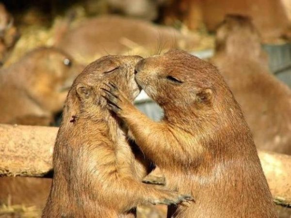 asp_620_desktop-1421787376