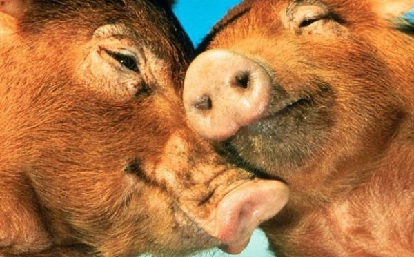 malackak_lettersfromladygodiva_blogspot_com_620x385_2015